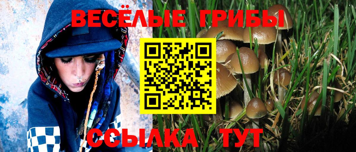 Псилоцибиновые грибы Psilocybe  наркотики  Черняховск 
