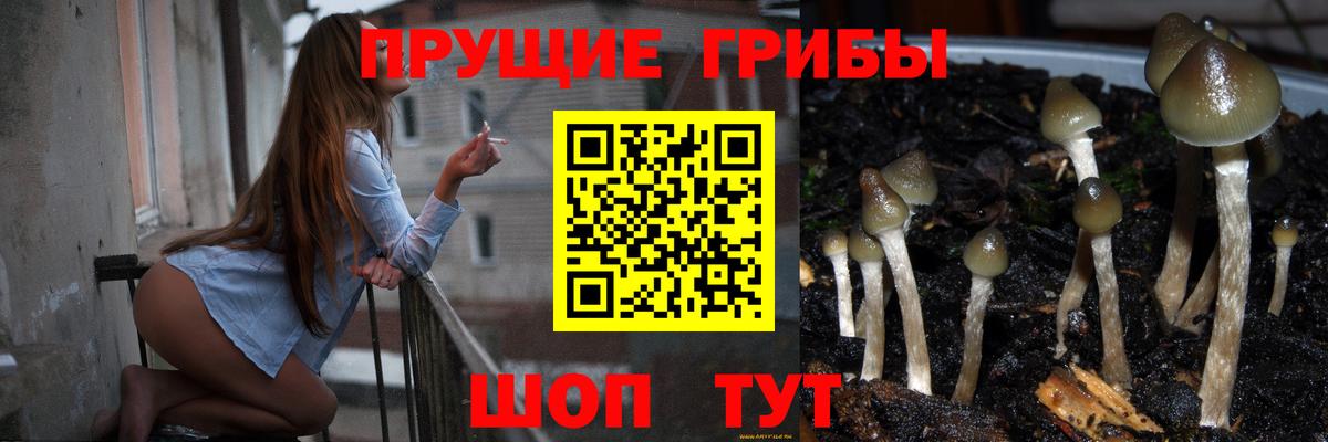 Псилоцибиновые грибы Psilocybine cubensis Черняховск